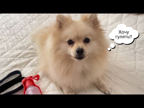 Видео: Что я беру с собой на прогулки с собакой /2022