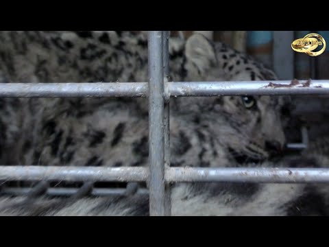 Видео: Тигра поймали живым.Палангро дастгир карданд (Нохияи Ишкошим).