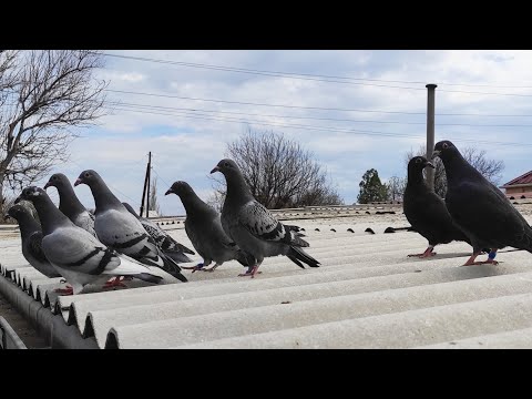 Видео: Спортивные голуби/ облетываем голубят / Racing pigeons/flying around the pigeons