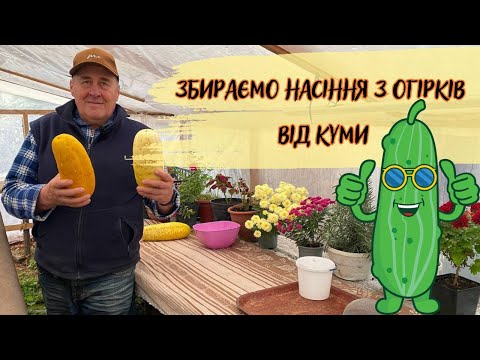Видео: Збираємо насіння з огірків від куми!
