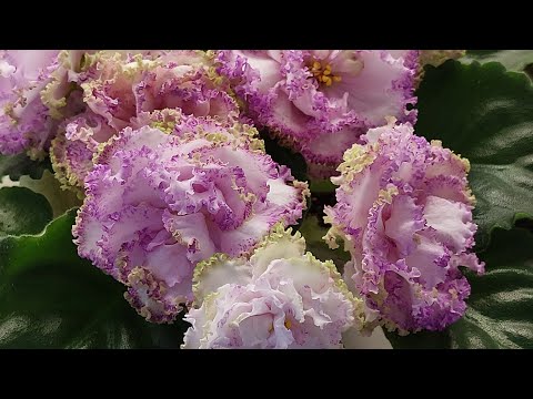 Видео: 28.12.2023./НОВИНКИ/Выставка фиалок в декабре 2023#фиалки#выставка#домфиалки#