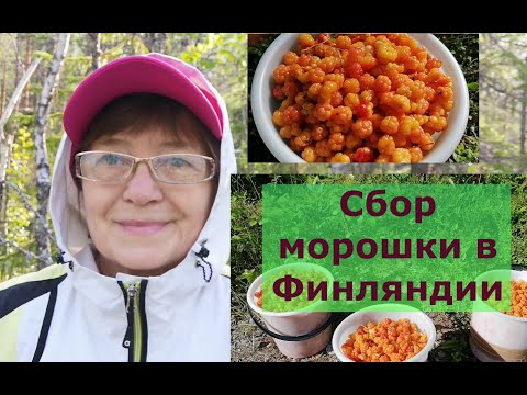Видео: Татьяна. Морошка,морошка полезай ко мне в лукошко.Такой урожай морошки не каждый год. Сбор ягод 2022