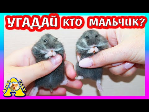 Видео: СКОЛЬКО ХОМЯЧАТ ДЕВОЧЕК И МАЛЬЧИКОВ? / КАК ОПРЕДЕЛИТЬ ПОЛ ХОМЯКОВ? / Распаковка / Alisa Easy Pets