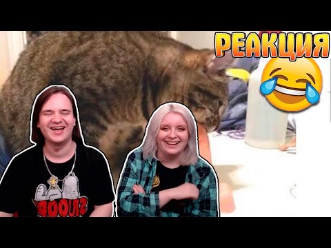 Видео: МНЕ Б ТАКОГО КОТА!📛 Я Б НЕ ЖЕНИЛСЯ НИКОГДА!👀 СМЕШНЫЕ ЖИВОТНЫЕ😺🐶 | РЕАКЦИЯ НА @kotsapog |