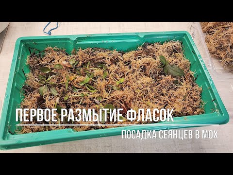 Видео: Размываю фласку с сеянцами орхидей, которые сделала сама