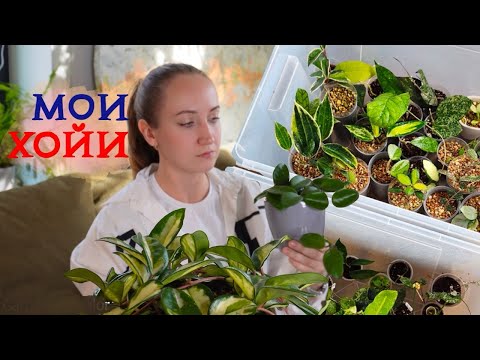 Видео: Мои ХОЙИ | Обзор растений 2024