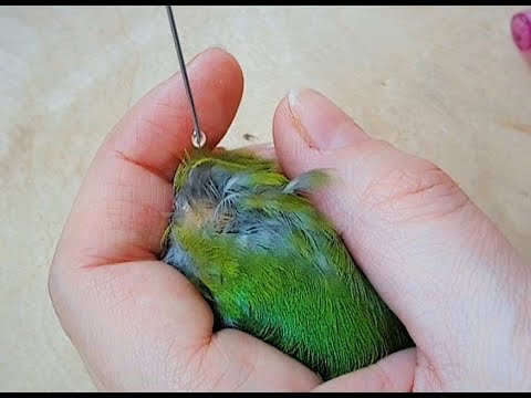 Видео: Обработка птиц от паразитов / профилактика трахейного клеща