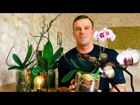 Видео: Чтоб БУТОНЫ НЕ СУШИЛИ. Как ПОМОЧЬ орхидеям на БУТОНАХ? Мой метод.