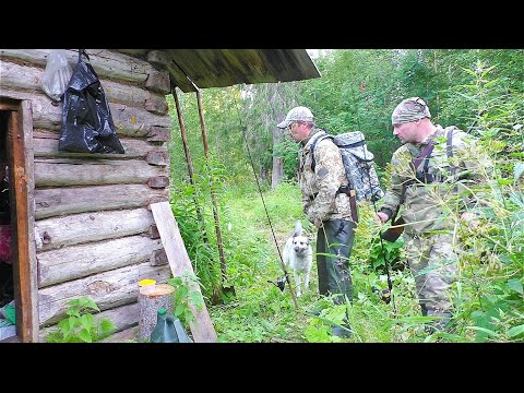 Видео: Жизнь в тайге где нет людей. Спасаемся от комаров только в избушке. Ловим хариуса на блесну.