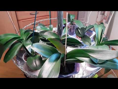 Видео: Джунгли в квартире.  Реанимация фаленопсисов.