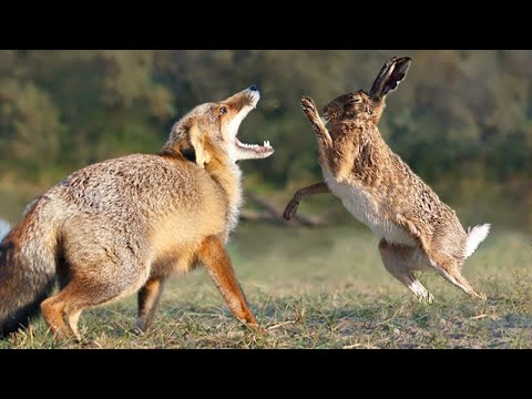 Видео: Заяц — Неуловимый бегун и Боксёр, способный Наказать Лисицу!