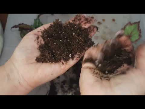 Видео: Рассаживаем деток бегоний