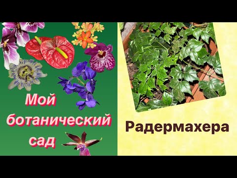 Видео: Радермахера. Уход