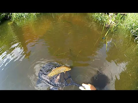 Видео: Ловля на сухую мушку. Июнь. Малоречье.  Dry fly fishing. June. A small river.