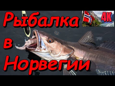 Видео: 6й день Незабываемой Рыбалки в Норвегии на острове Хитра, Dolmsundet Marina. 4K