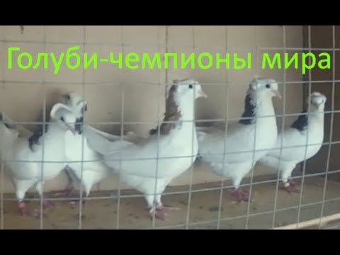 Видео: Как воспитать мировых чемпионов? Научу!!!