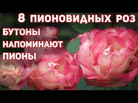 Видео: 8 лучших сортов пионовидных роз. Цветут обильно и ярко все лето невероятными помпонами!