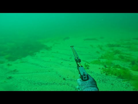 Видео: Подводен риболов на морска врана и платерини в Черно море