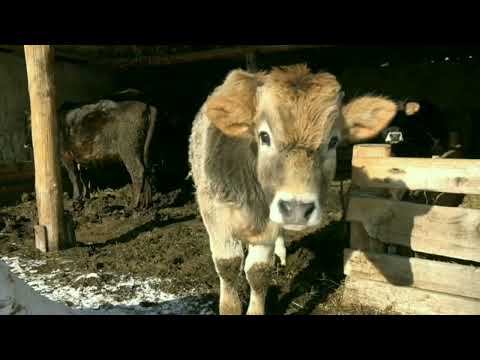 Видео: Ал кез… #поэзия #ырокуу #талды-суу #ысыккөл #рекомендации