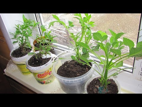 Видео: Как размножить георгин черенками  Главное – правильная почва!