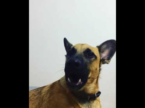 Видео: Собака смешно лает и зевает | Dog funny barks and yawn