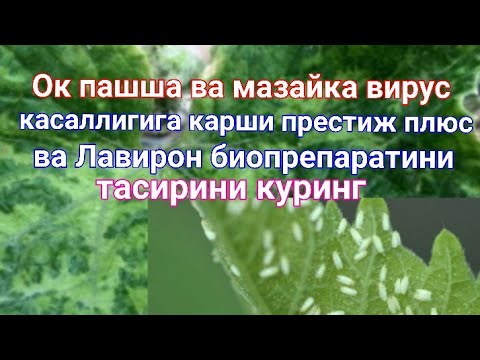 Видео: Ок пашша ва мазайка вирус касаллигига Престиж плюс ва Лавирон биопрепаратини тасири