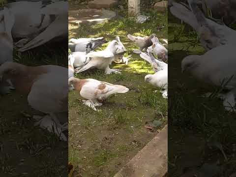 Видео: Кармёжка голубей.