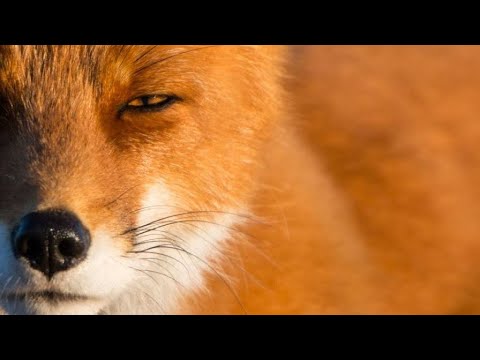 Видео: ⚖️ОТКАТЫ ЗА ХИТРОСТЬ 🦊 ПО СПРАВЕДЛИВОСТИ ⚖️ #tarot #таро #хитрость