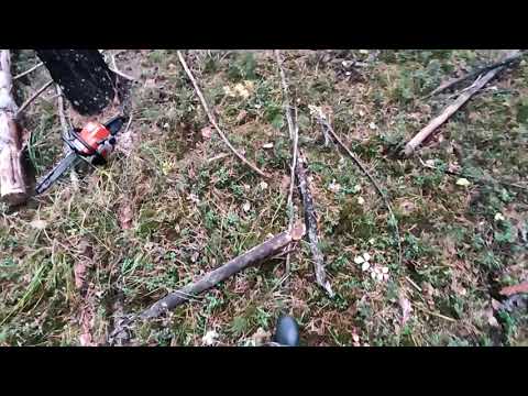 Видео: валежник готовим на дрова . #штиль #дрова #лес