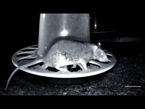 Видео: Нашествие крыс в курятник с курами. Как я избавился от грызунов. Rat