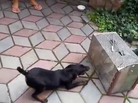 Видео: ягдтереры и лиса