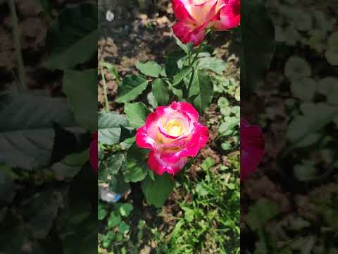 Видео: Роза Дабл Делайт #розы #красота #дача #сад #цветы #rose #garden #flowers