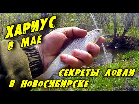 Видео: Хариус в Мае! Рыбалка на лесном ручье! Секреты ловли Хариуса в Новосибирске