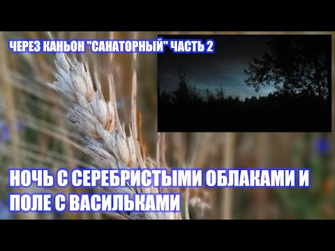 Видео: Ночь с серебристыми облаками и поле с васильками