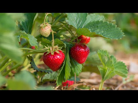 Видео: 🏡ИЮНЬ НА ДАЧЕ🍓Первая клубничка🏦ГУЛЯЕМ в городе👌Покупаем мебель