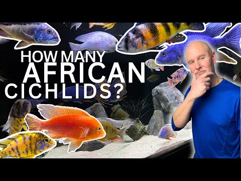 Видео: Сколько африканских цихлид можно содержать в аквариуме? | Руководство по заселению