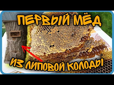 Видео: ПЕРВЫЙ МЁД ИЗ ЛИПОВОЙ КОЛОДЫ. ПЧЕЛОВОДСТВО БЕЗ ЧЕЛОВЕКА ⬇️