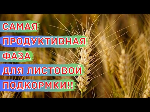 Видео: Как Получить +30% К Урожаю Пшеницы! Важная Фаза Для Подкормки Пшеницы По Листу - Флаговый Лист.