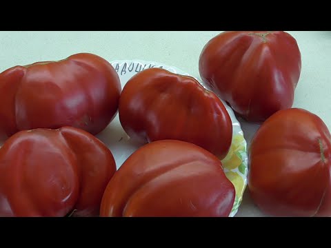 Видео: ТОМАТ ЛАДОШКА. №252. ДЕГУСТАЦИЯ. Ольга Чернова.