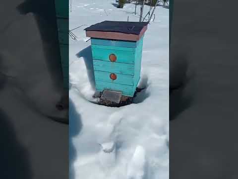 Видео: на пасеке 20 марта