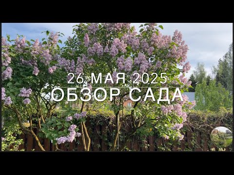 Видео: Прекраснейший пион и полезное приложение. 26мая2025
