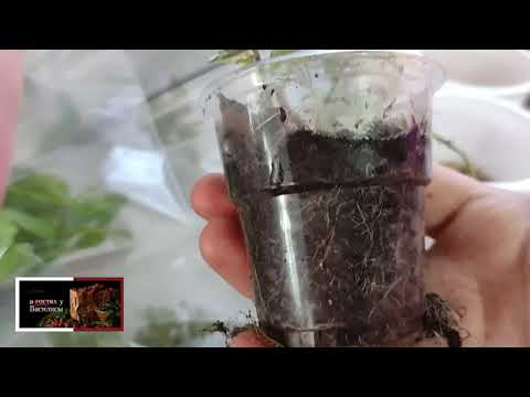 Видео: КАК СОХРАНИТЬ МЯТУ ДОМА В ЗИМНИЙ ПЕРИОД . УКОРЕНЯЮ ЧЕРЕНКИ МЯТЫ  ДЛЯ ЗИМОВКИ ДОМА .