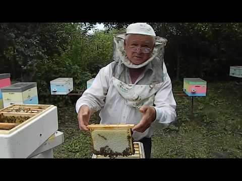 Видео: Пчеловодство.Работа с Нуклексом на пасеке Измайлова.
