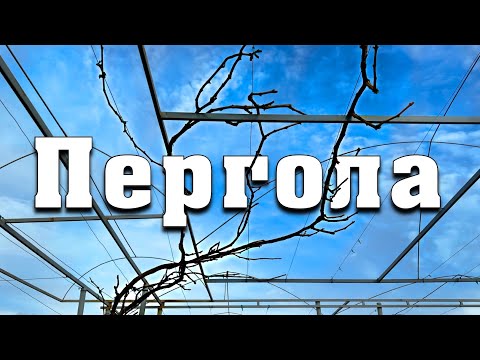 Видео: Обрізка винограду на арку. Укривна та неукривна пергола. Як з укривного сорту зробити арку