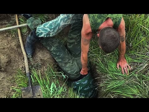 Видео: Охота на барсука с норными собаками.