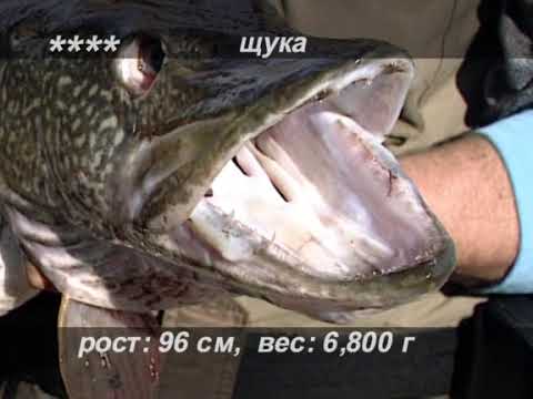 Видео: Ужение монстров - Планета рыбака