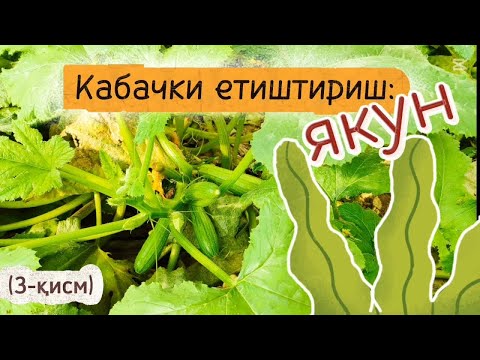 Видео: Кабачки етиштириш: якун (3-қисм)