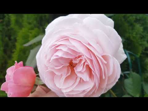 Видео: 🍃💐🍃Цветение более 20 сортов роз Дэвида Остина с названиями, г.Ростов-на-Дону🍃💐🍃