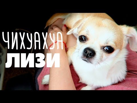Видео: СОБАКА-АНТИДЕПРЕССАНТ 🐶 ИГРАЕМ С ЧИХУАХУА ЛИЗИ