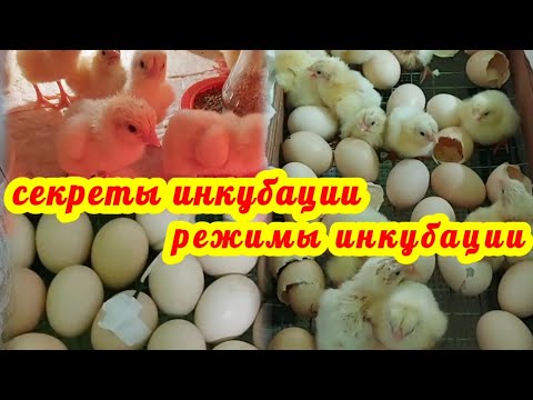 Видео: Секреты инкубации бройлера. Инкубатор Блиц Норма Лупер. Режим инкубации куриных яиц. Для новичков.